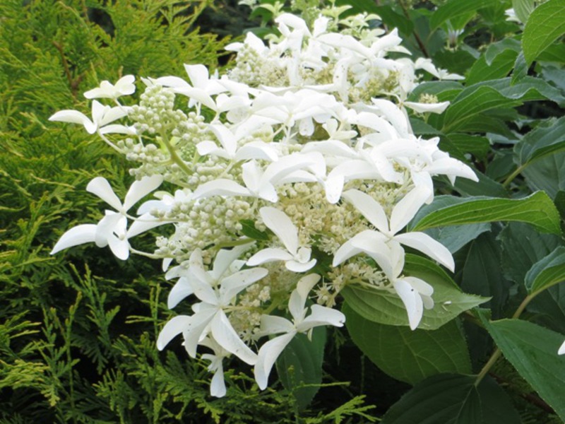 Hortensja Great Star to bardzo ciekawy biały kwiat.
