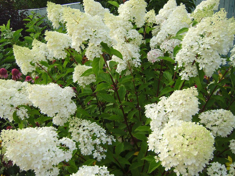 Hydrangea Phantom - toute la splendeur de la floraison des hortensias est incarnée dans cette variété.
