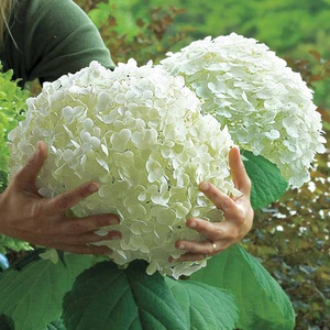 Hortenzija neticami - milzīgas ziedu bumbiņas!