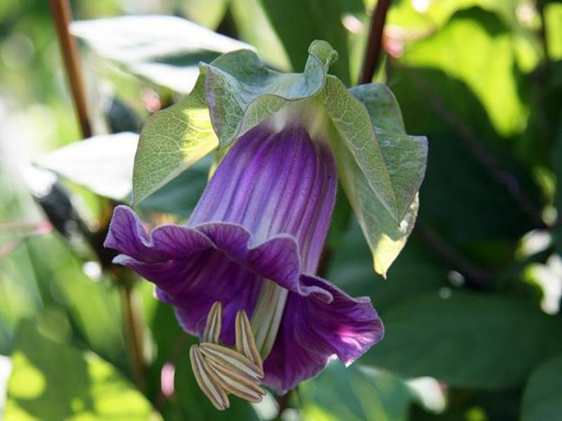 Cvijet kobei prikazan je na fotografiji - cijenite značajke čaške.