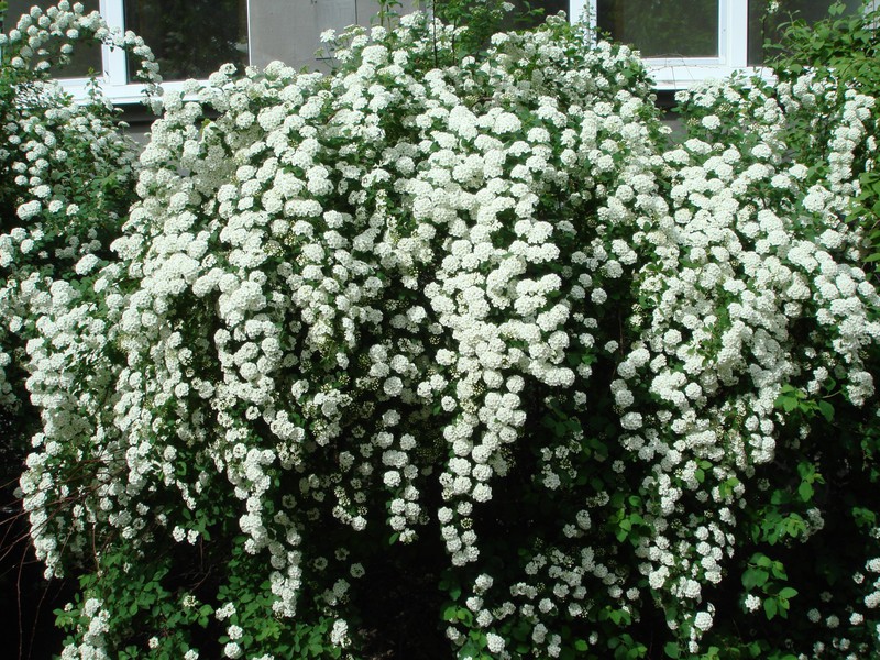 Spirea Wangutta est un autre type d'arbuste ornemental