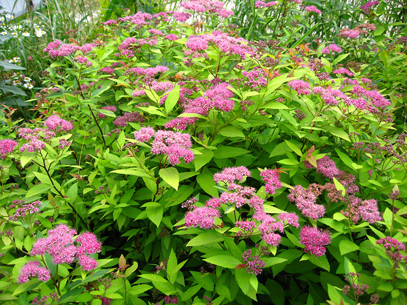 Spirea en el jardín: muy popular para la zonificación y como decoración en un macizo de flores.