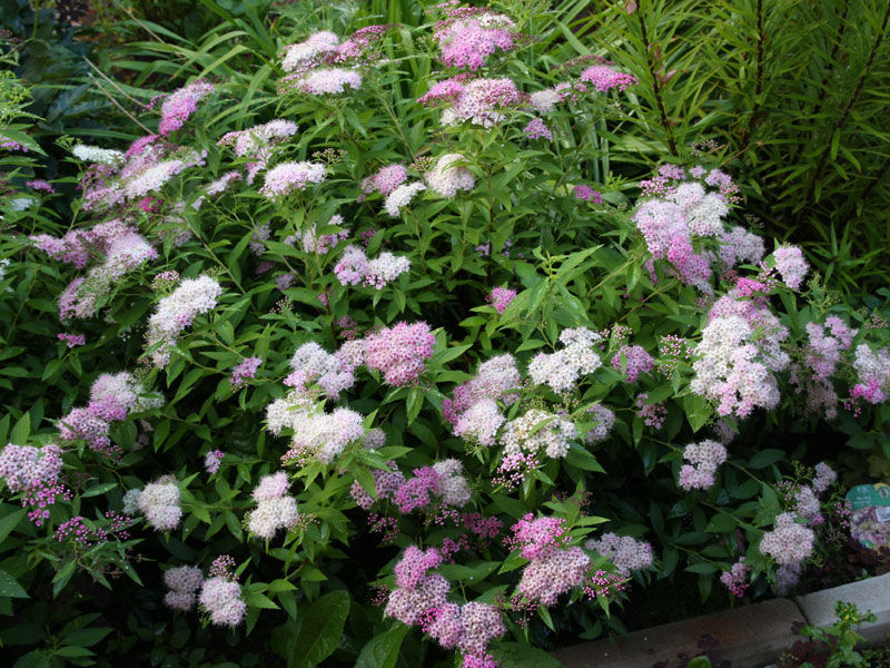 Spirea Shiroban - características de la floración