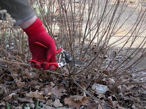 Cuidado de los arbustos en otoño: poda de ramas, preparación para el invierno.