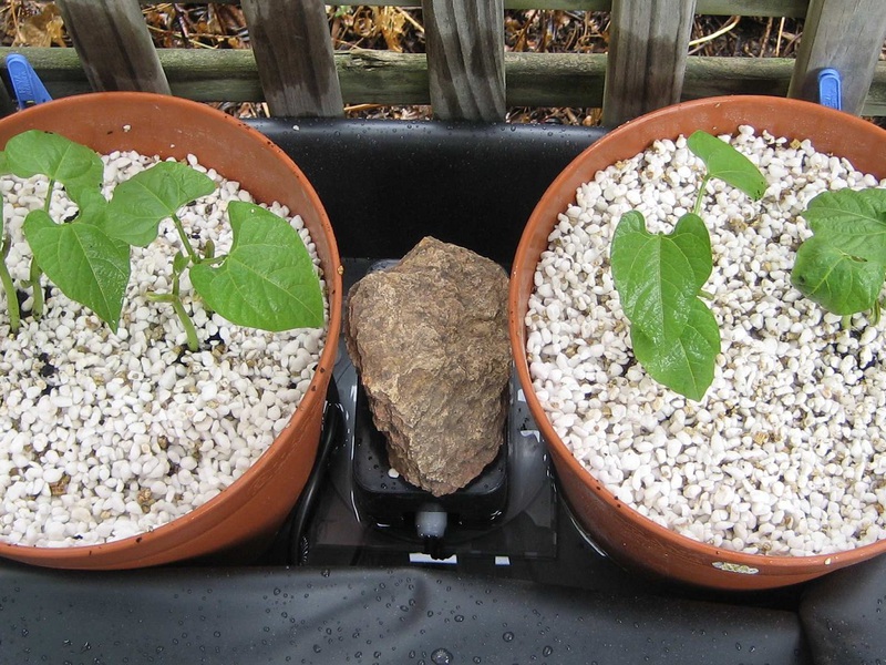 Metode korištenja perlita za odvodnju biljaka i vlaženje zraka