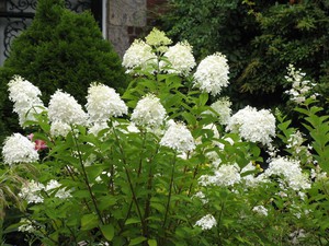 Hortensia plant ongedierte