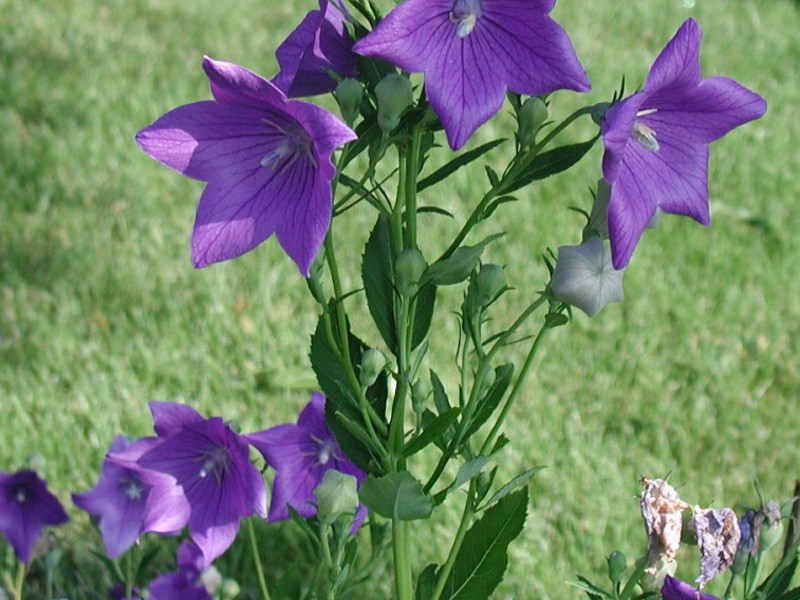 Giardino delicato fiore Platikodon
