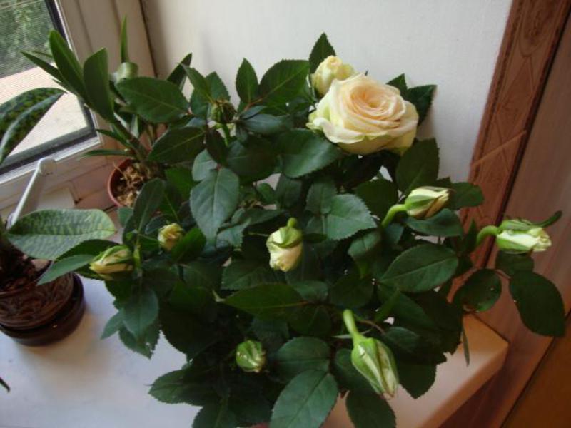 Rose Cordana vanilla je krásna domáca kvetina.