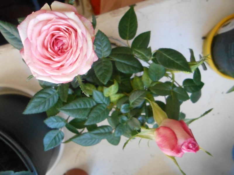 Mini mezcla de rosas - vista superior de la flor