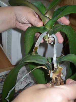 Regolazione della temperatura dell'orchidea