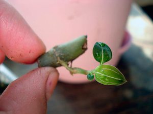 Μωρά ορχιδέα Phalaenopsis