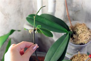 Welke voorwaarden te creëren voor een orchidee