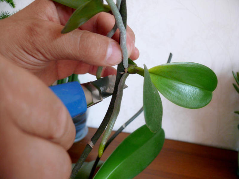 Kaip dauginasi orchidėja