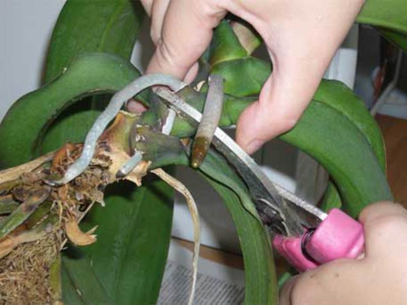 Reproductie van orchideeën