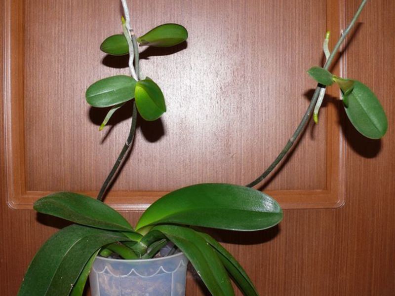 Собна орхидеја