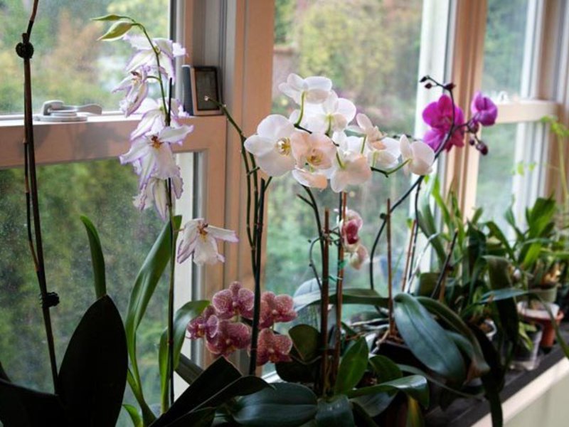Fioritura di orchidee