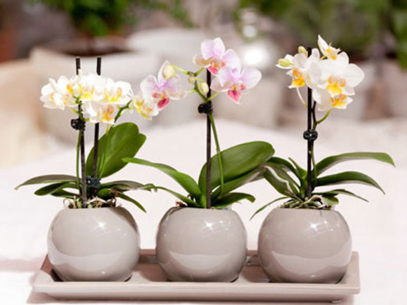 Phalaenopsis-orchidee - reproductie door kinderen
