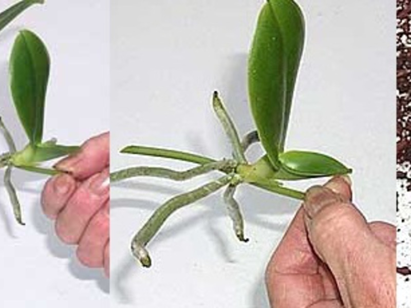 Reproduktion av orkidéer.