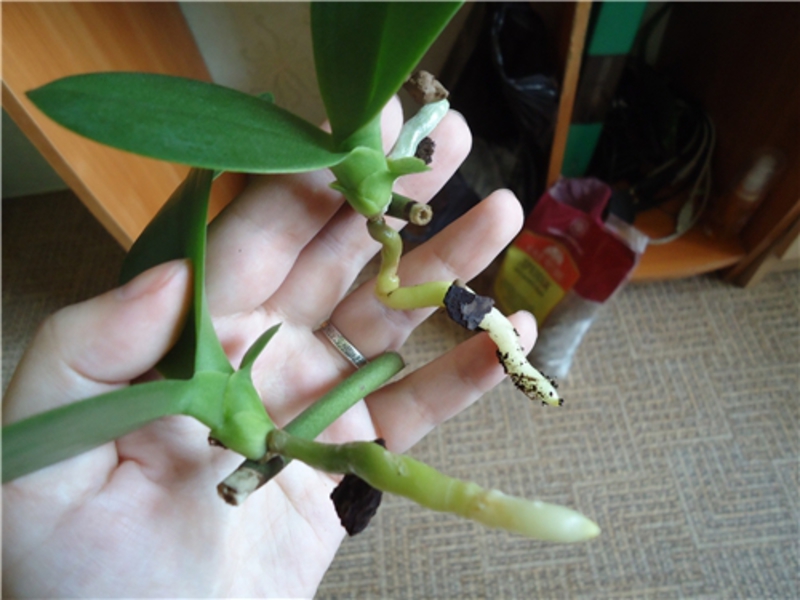 Орхидеја - кућна нега