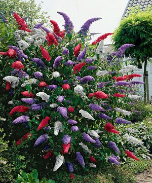  El arbusto Buddley David es una planta de jardín ornamental