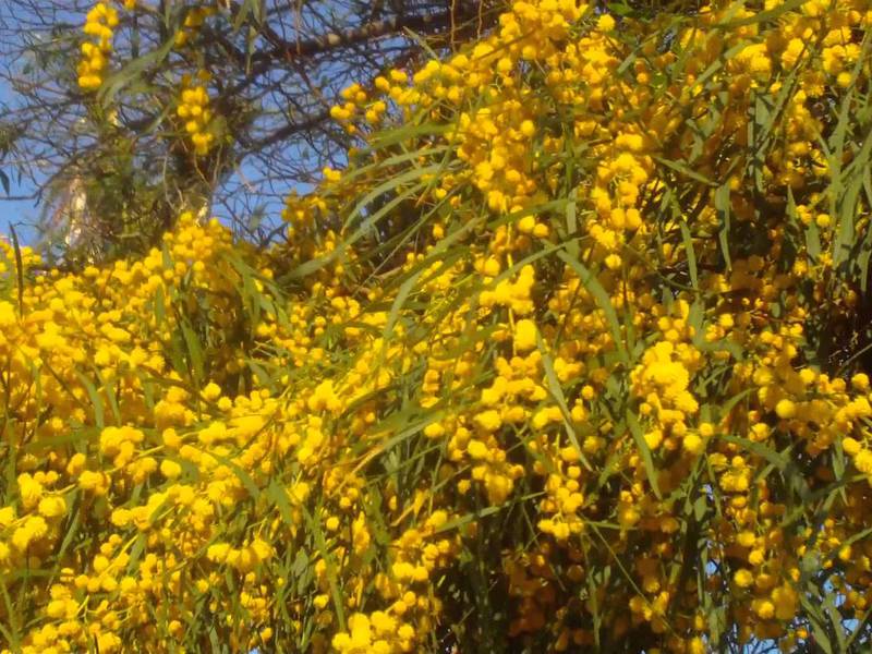 Geltonas mimozos krūmas