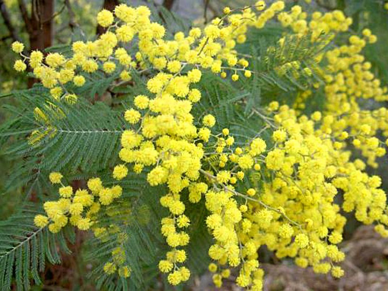 Mimosa blomster