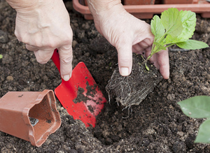Tips van ervaren bloemisten over hoe en wanneer asterzaailingen in de grond moeten worden geplant