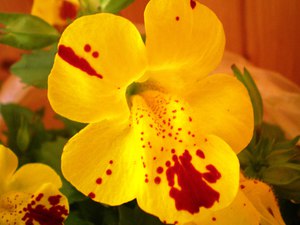 Accueil fleur mimulus