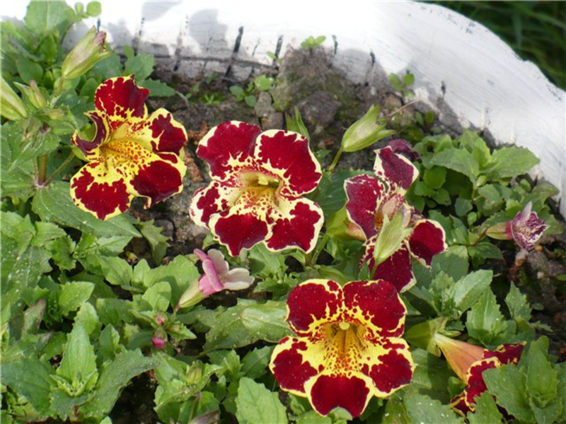 Външен вид на цвете Mimulus