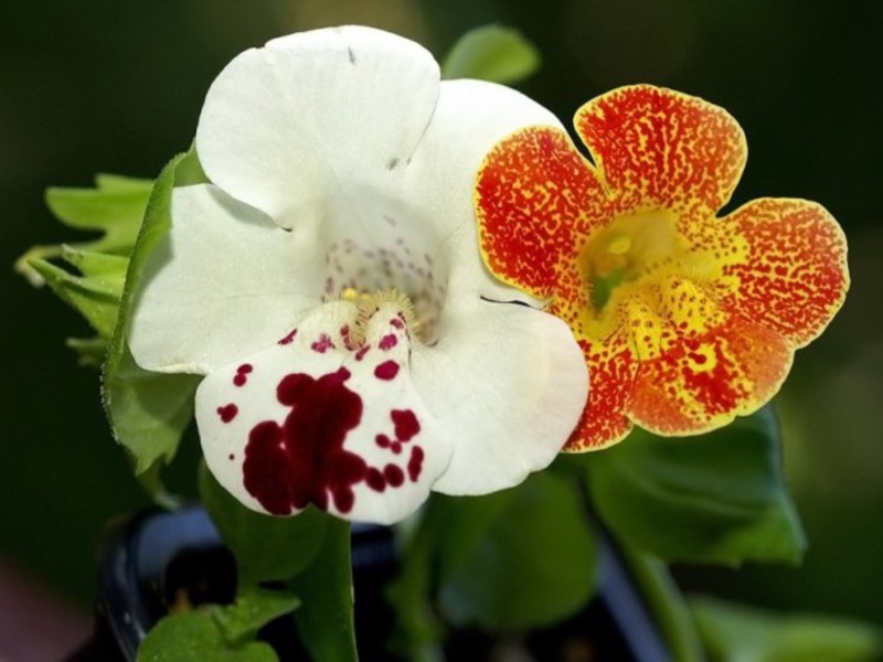 Mimulus de flor inusual