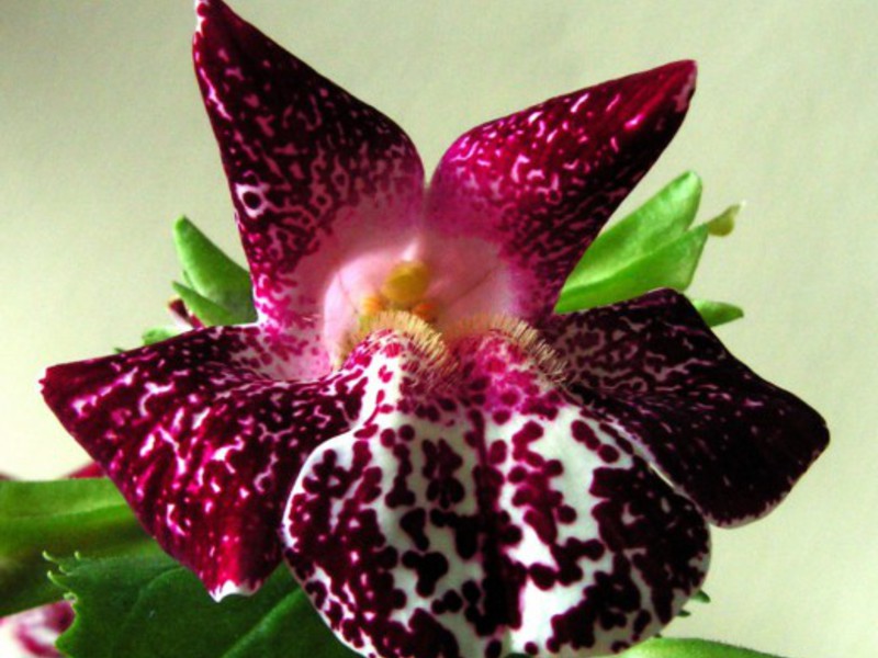 Charakterystyka mimulusa kwiatowego