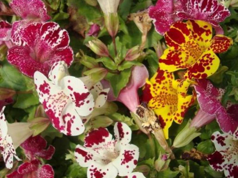 Как да отглеждаме цвете mimulus