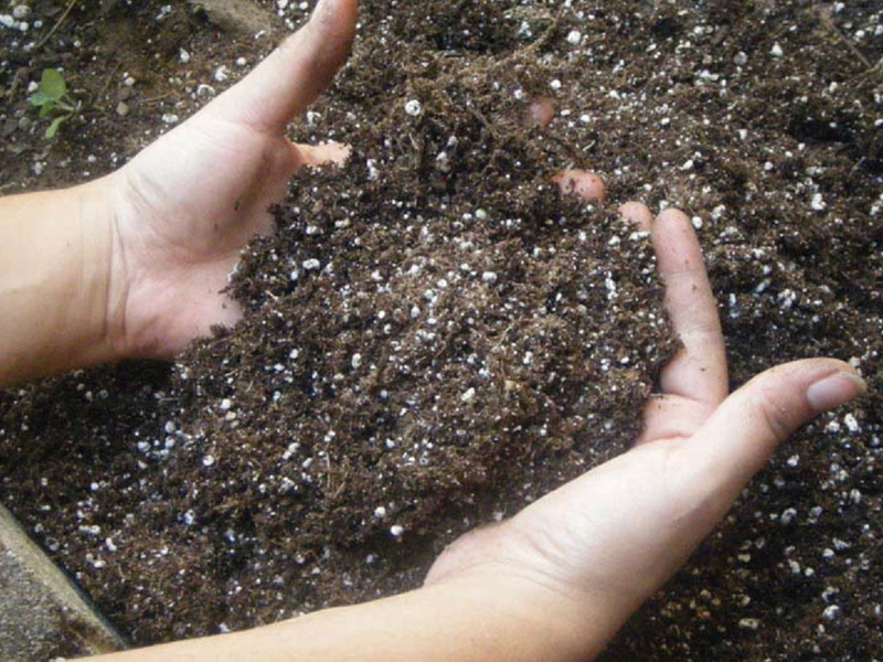 Opis metoda pripreme tla za sadnju sjemena petunije