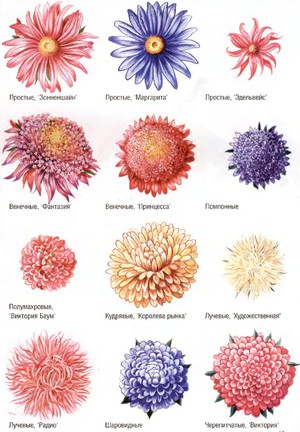 Tipos e variedades de ásteres são as principais opções de floração.