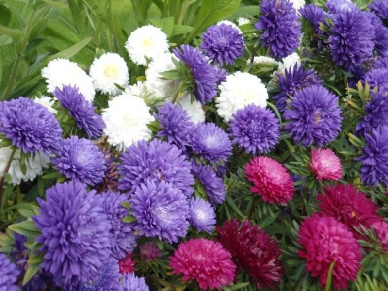 O aster anão tem um arbusto baixo, é muito conveniente para decorar um canteiro de flores.