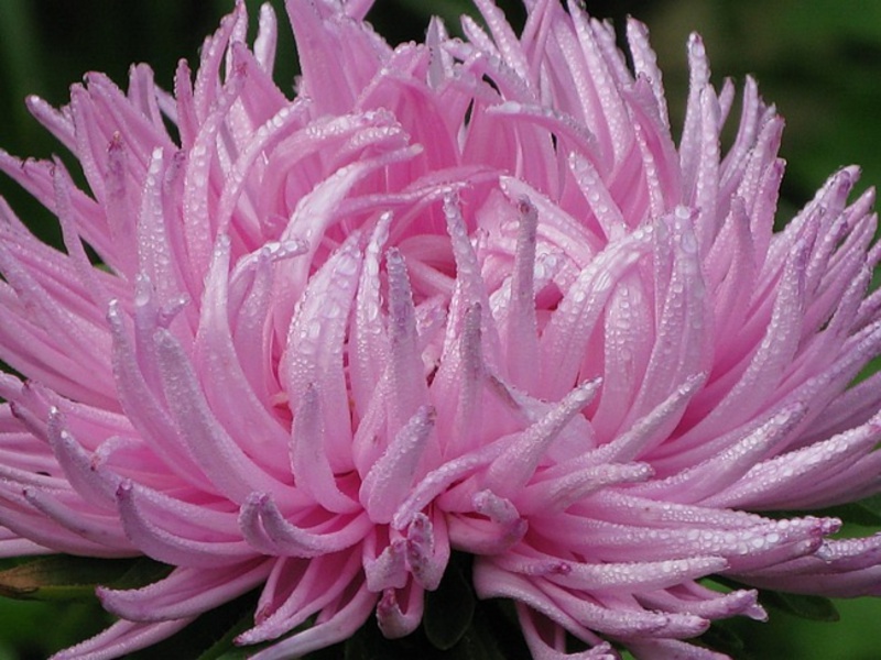 Aster Dragon is one of the most luxurious aster species.