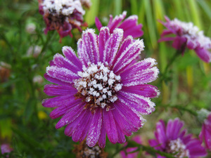 American asters are perennials.