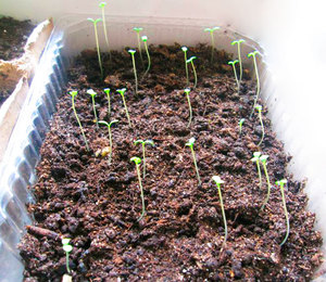 Tumbuh kekwa - anak benih perlu ditanam di rumah.