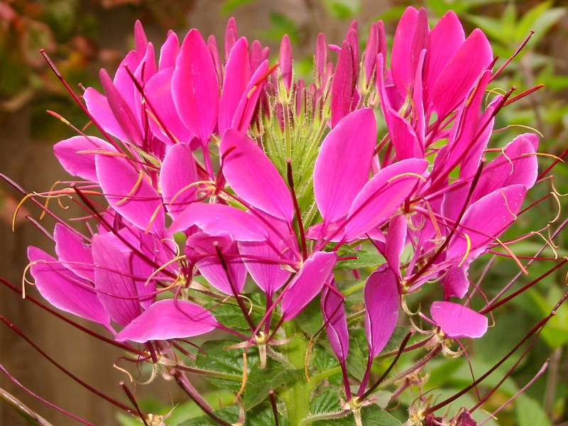 Cleoma este roz aprins - o astfel de floare va decora orice pat de flori.