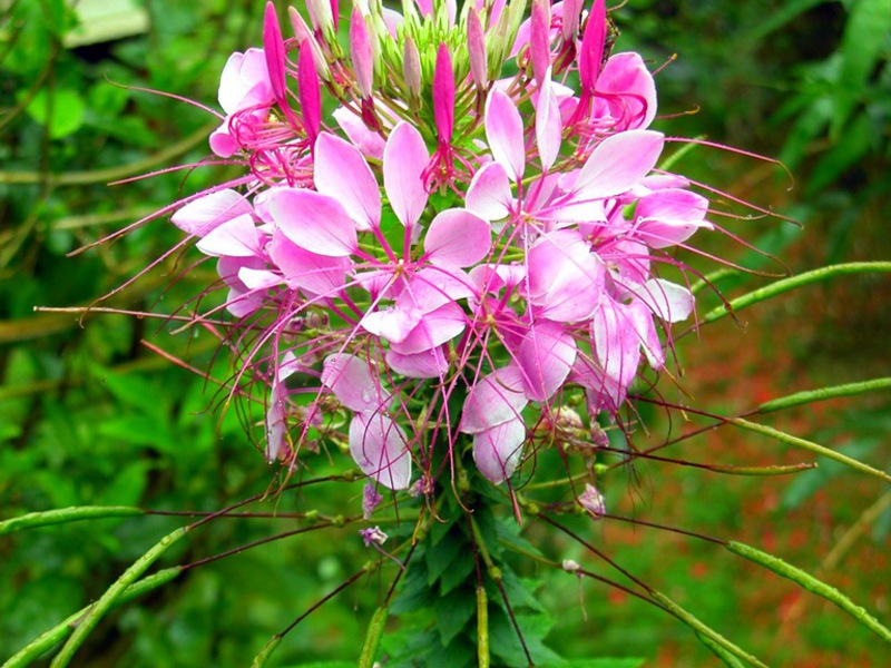 Cleoma stikkende har oftest rosa blomster.