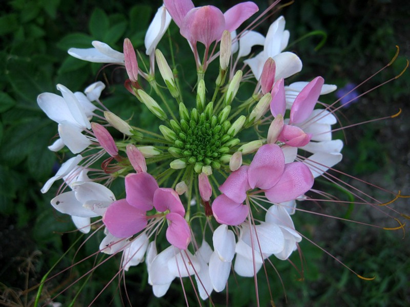 Cleoma est bicolore pendant la floraison.