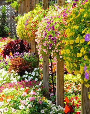 ما هي أنواع زهور البتونيا - الملامح والزهور والتاريخ.
