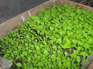 Petunia-zaailingen worden in dozen of glazen geplant