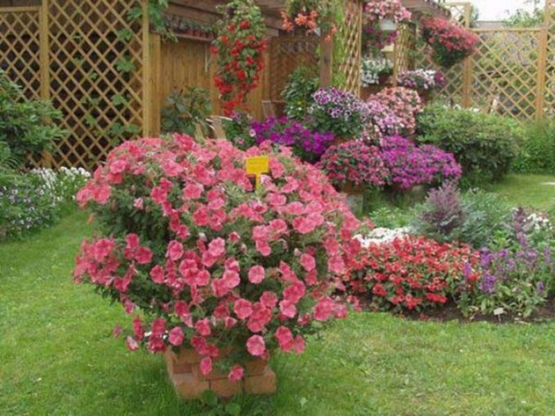 Petunijos, kaip sodo karalienės, puošia sodą šiomis gražiomis gėlėmis