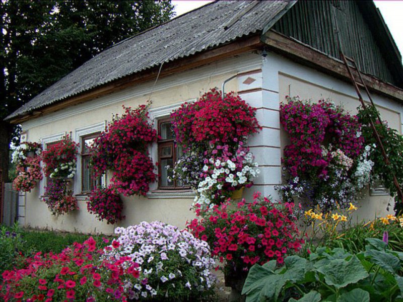 Namas ir sklypas gali būti dekoruoti petunijos gėlėmis