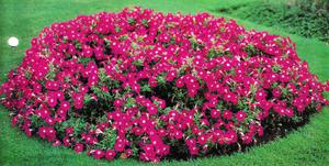 Un hermoso macizo de flores redondas de petunia escarlata brillante.