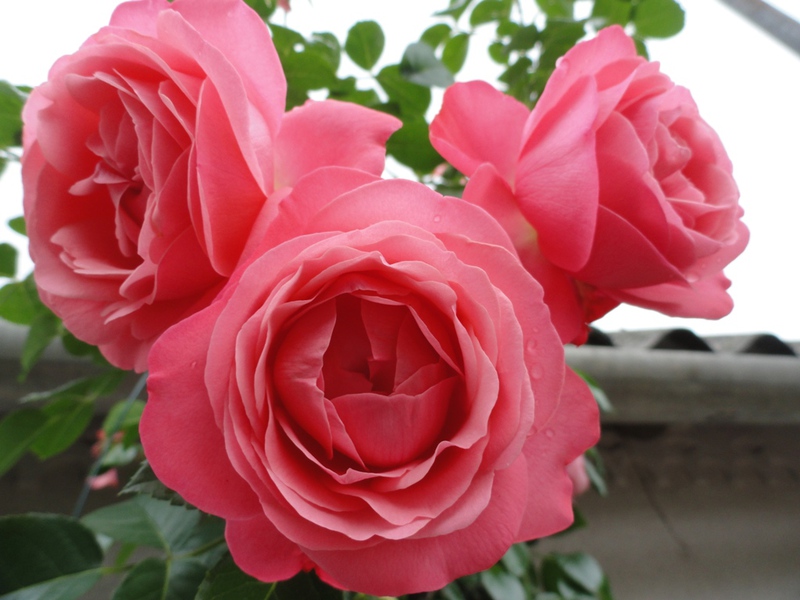 Сорт градинска роза