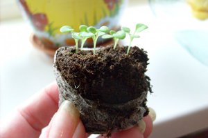 Regole per la coltivazione di piantine di petunia in compresse di torba