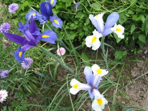Planting og voksende iris