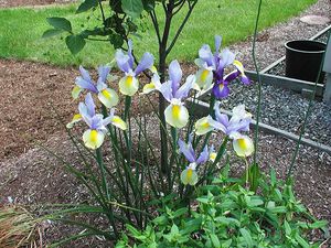 Iris de cebolla holandesa